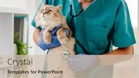  Presentation with veterinary - Colorful presentation enhanced with man-veterinarian-listening-cat backdrop and a soft green colored foreground