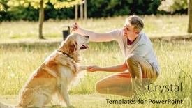 Presentation with leash - PPT theme having man-walking-golden-retriever background and a yellow colored foreground