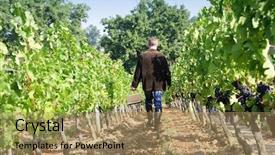  Presentation with vineyards - Theme enhanced with man-walking-in-the-vineyards background and a  colored foreground