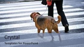  Presentation with street - Audience pleasing PPT theme consisting of man with a dog crossing backdrop and a light blue colored foreground