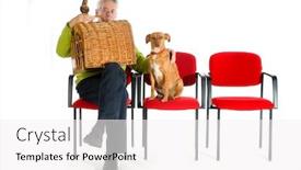  Presentation with dog cat - Presentation theme consisting of man with parrot cat and dog in the waitingroom from the veterinary background and a white colored foreground