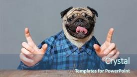  Presentation with man head in hands - Slide set consisting of man with pug dog head background and a ocean colored foreground