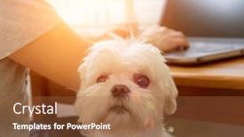  Presentation with dog - Slides with man-working-and-holding background and a red colored foreground