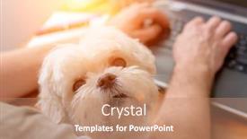  Presentation with therapy dog person of color - Colorful theme enhanced with man-working-and-holding backdrop and a coral colored foreground