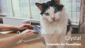  Presentation with pets - Cool new PPT theme with man-working-at-the-desk backdrop and a coral colored foreground