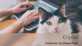  Presentation with pets - Slide set enhanced with man-working-at-the-desk background and a mint green colored foreground