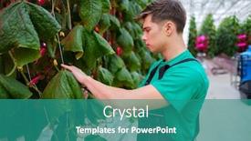  Presentation with greenhouse - Beautiful slide set featuring man-working-in-a-greenhouse backdrop and a teal colored foreground