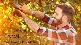  Presentation with grape vine wine grapes - Beautiful PPT theme featuring man working in vineyard picking backdrop and a gold colored foreground