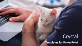  Presentation with cat - Colorful slides enhanced with man working on laptop and playing cat backdrop and a wine colored foreground