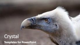  Presentation with white astronomy - Colorful slides enhanced with wildlife management - white-backed vulture gyps africanus backdrop and a gray colored foreground