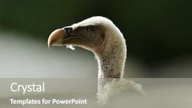  Presentation with planet earth on white - Beautiful slide deck featuring wildlife management - white-backed vulture gyps africanus backdrop and a gray colored foreground