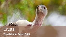  Presentation with management - Beautiful PPT layouts featuring wildlife management - white-backed vulture gyps africanus backdrop and a coral colored foreground