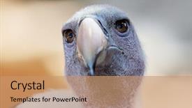  Presentation with white astronomy - Colorful theme enhanced with wildlife management - white-backed vulture gyps africanus backdrop and a coral colored foreground