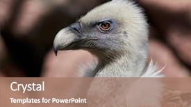  Presentation with artificial intelligence white - Slide set having wildlife management - white-backed vulture gyps africanus background and a coral colored foreground