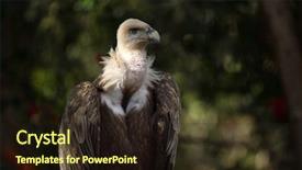  Presentation with white sparkle - Slides with wildlife management - white-backed vulture gyps africanus background and a wine colored foreground