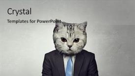  Presentation with cat - Slide deck with manager animals - cat in business suit mixed background and a light gray colored foreground