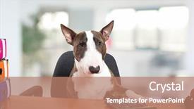  Presentation with calculator - Cool new PPT theme with manager animals - dog employee using a calculator backdrop and a coral colored foreground