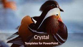  Presentation with duck - Colorful slide set enhanced with mandarin duck - couple of lovebirds backdrop and a wine colored foreground