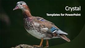 Presentation with juvenile - PPT theme having mandarin duck aix galericulata juvenile background and a black colored foreground