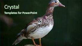  Presentation with juvenile - Colorful slide set enhanced with mandarin duck aix galericulata juvenile backdrop and a wine colored foreground