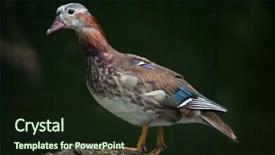  Presentation with juvenile - PPT theme with mandarin duck aix galericulata juvenile background and a wine colored foreground