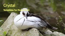  Presentation with endangered snow leopard resting - Presentation design enhanced with mandarin duck aix galericulata resting background and a tawny brown colored foreground