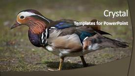  Presentation with save wildlife - Amazing presentation design having mandarin duck aix galericulata wildlife backdrop and a tawny brown colored foreground