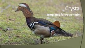  Presentation with save wildlife - Audience pleasing presentation design consisting of mandarin duck aix galericulata wildlife backdrop and a mint green colored foreground