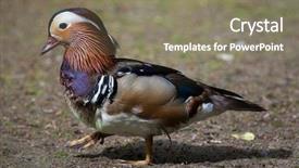  Presentation with duck - Slides having mandarin duck aix galericulata wildlife background and a gray colored foreground
