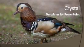  Presentation with wildlife - Beautiful theme featuring mandarin duck aix galericulata wildlife backdrop and a gray colored foreground
