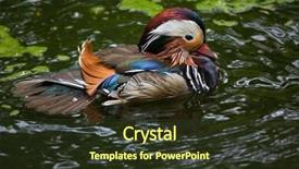  Presentation with wildlife conservation - Presentation design enhanced with mandarin duck aix galericulata wildlife background and a tawny brown colored foreground