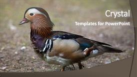  Presentation with wildlife conservation - Cool new theme with mandarin duck aix galericulata wildlife backdrop and a gray colored foreground