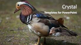  Presentation with wildlife - Presentation design featuring mandarin duck aix galericulata wildlife background and a dark gray colored foreground