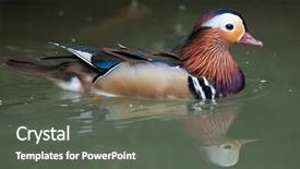  Presentation with climate vegetation and wildlife - Beautiful slides featuring mandarin duck aix galericulata wildlife backdrop and a dark gray colored foreground