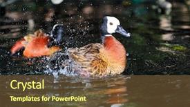  Presentation with duck - Presentation theme having mandarin duck on the water background and a tawny brown colored foreground