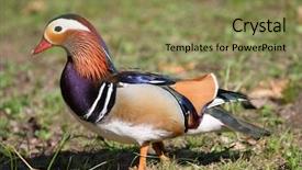  Presentation with duck - PPT theme having mandarin duck background and a coral colored foreground