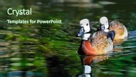  Presentation with baby ducks chicks and blocks - Amazing slides having mandarin ducks on the river backdrop and a tawny brown colored foreground