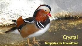  Presentation with play - Beautiful slide set featuring mandarin ducks resting after play backdrop and a tawny brown colored foreground