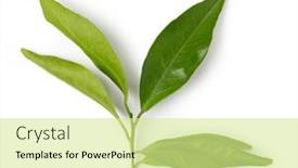  Presentation with green leaf - Slides having mandarin-leaf-isolated background and a blonde colored foreground