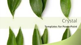  Presentation with citrus - Presentation theme enhanced with mandarin-leaf-isolated background and a soft green colored foreground