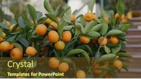  Presentation with mandarin oranges - Audience pleasing PPT theme consisting of mandarin-oranges-grow-on-tree backdrop and a tawny brown colored foreground