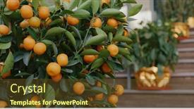  Presentation with mandarin oranges - Amazing slide set having mandarin-oranges-grow-on-tree backdrop and a tawny brown colored foreground