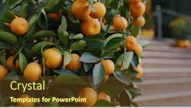  Presentation with mandarin oranges - Slide deck with mandarin-oranges-grow-on-tree background and a tawny brown colored foreground