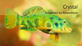  Presentation with tropical reef fish - Theme enhanced with mandarinfish or mandarin dragonet synchiropus background and a yellow colored foreground