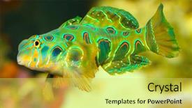  Presentation with living coral - Cool new PPT layouts with mandarinfish or mandarin dragonet synchiropus backdrop and a yellow colored foreground