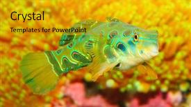  Presentation with tropical reef fish - PPT layouts enhanced with several clumps of harts tongue background and a dark gray colored foreground