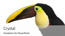  Presentation with keel billed toucan also known - Cool new presentation theme with mandibe - chestnut-mandibled toucan or swainsons toucan backdrop and a white colored foreground