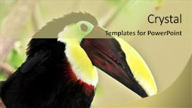  Presentation with black yellow - Colorful theme enhanced with mandibe - chestnut mandibled toucan yellow backdrop and a soft green colored foreground
