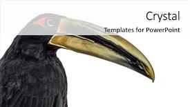  Presentation with company profile potrait - PPT theme having mandibe - close up profile background and a white colored foreground