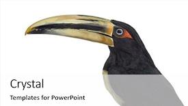  Presentation with soil profile - PPT theme featuring mandibe - close up profile background and a white colored foreground